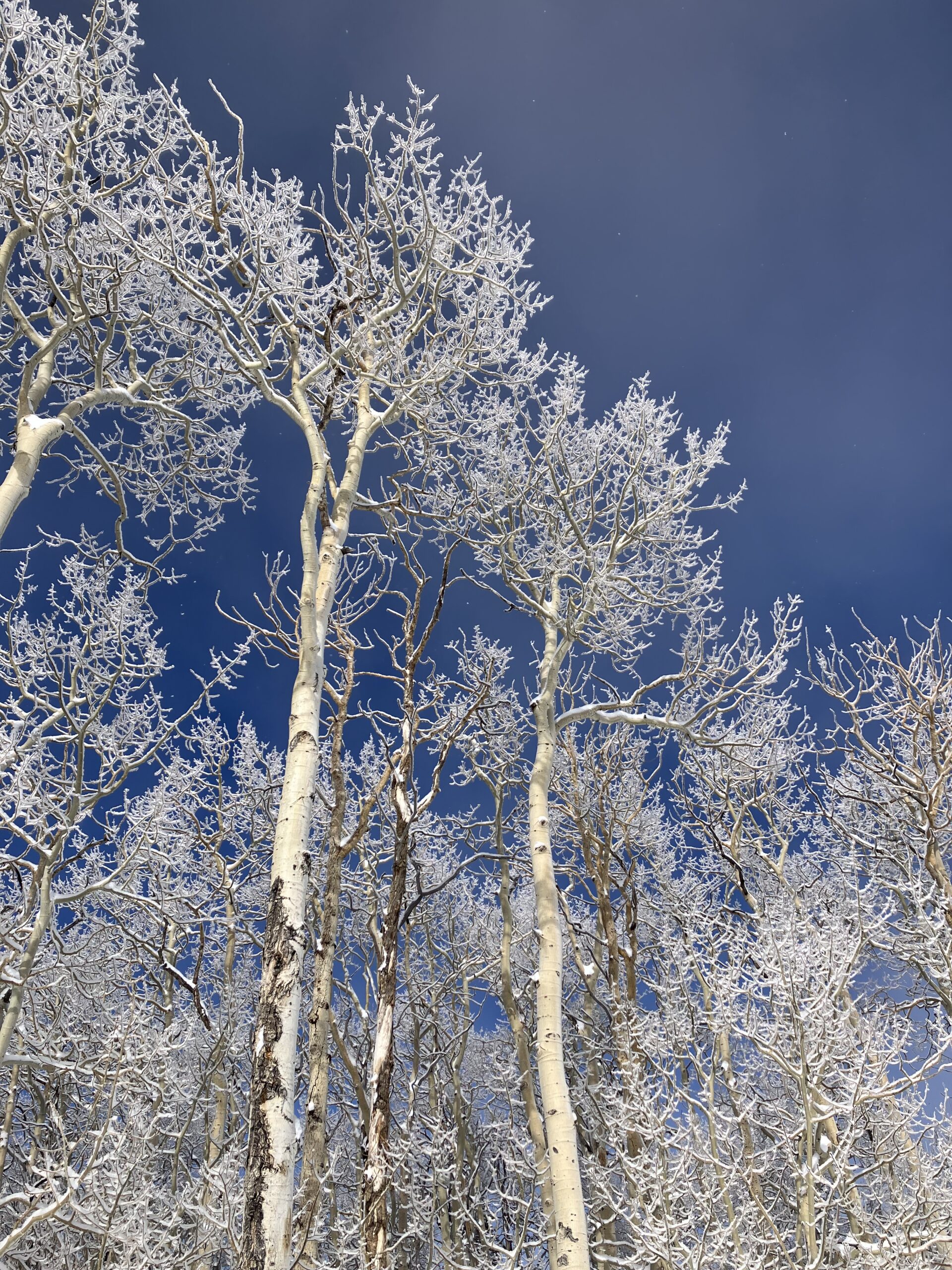 Winter aspen